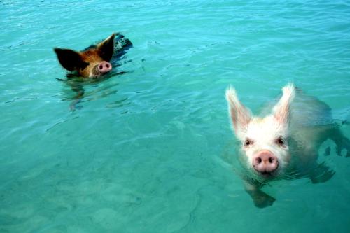 like wall plugs... life cant be greater for them