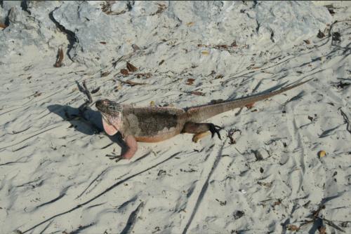 Inguana at Allans Cays begging for food