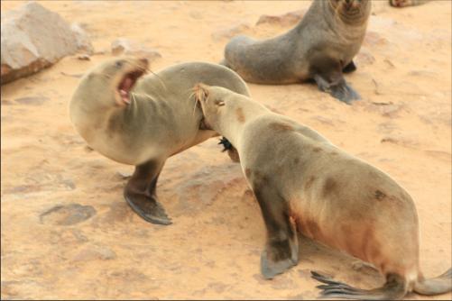 constant fighting if one is not borne as a female