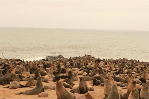 if not in the water they smell quite a bit