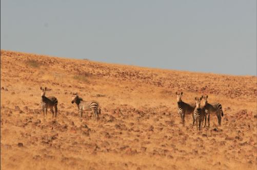 desert zebras