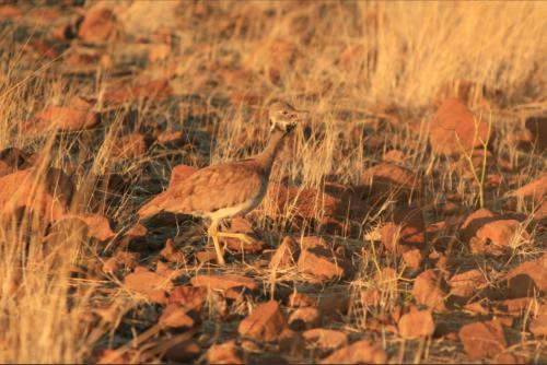 life if everywhere, and this guy makes "quak" like a frog