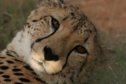 cheetha which was raised there but without a mum thus unable to hunt