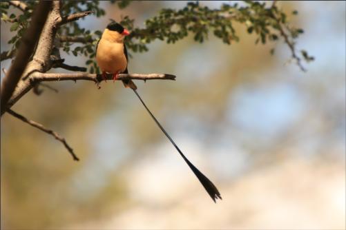 another paradise bird