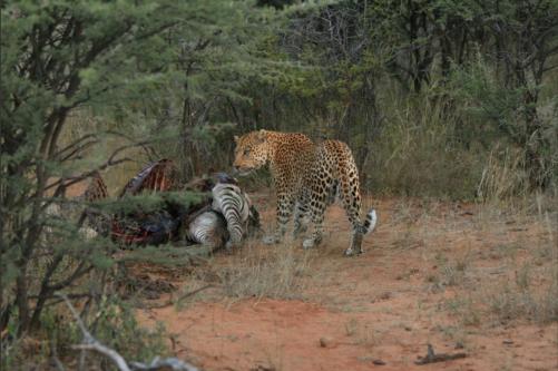 back at his kill from the previous day