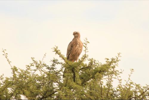 eagles are always beautiul