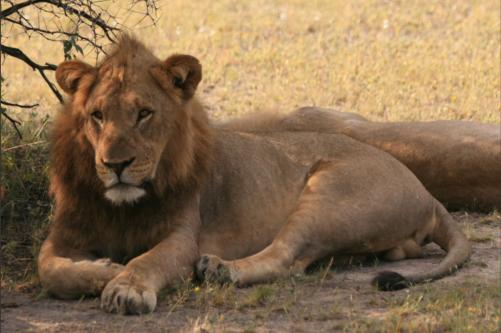 youngster male fully relaxed after the image "desater" the night before