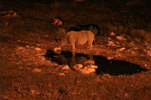 Rhino shows who is king