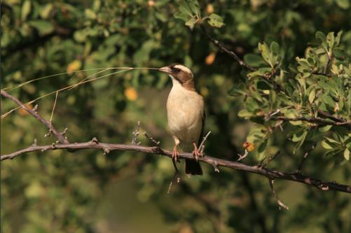 thats the weaver bird, restlest and a master in nest building