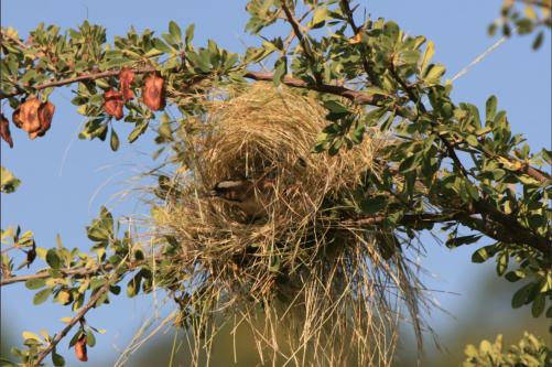 the amazing weaver brids home