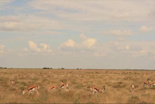 uncountable spring bocks