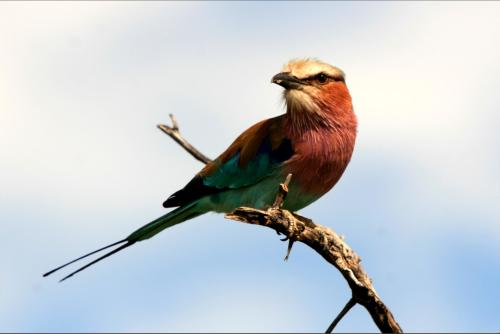 beautiful lila breastet roller bird