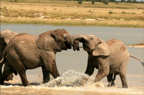 joungsters measure their strength