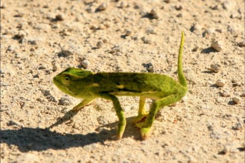 that funny guy crossed the road in his strange shakey walk