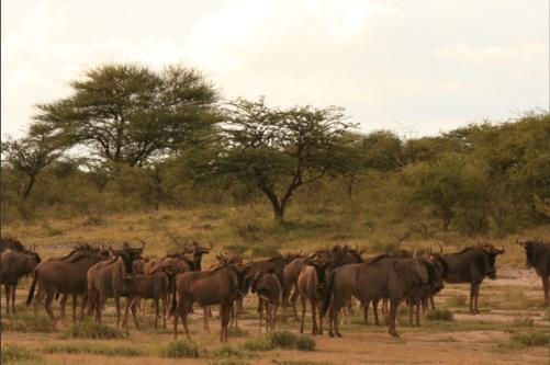 always cool to look at: a group of wildabeast
