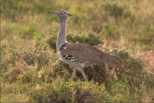 the biggest bird on the planet which is able to fly: Colibastard