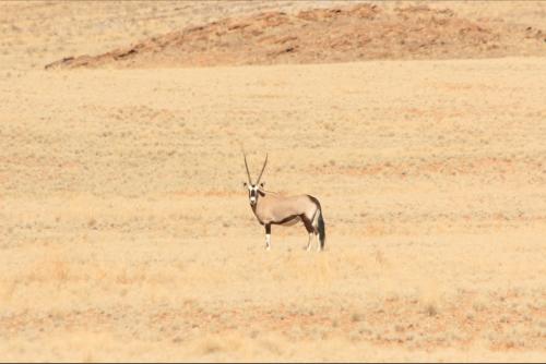 Oryx Antilope in the middle of nowhere near Rostock Ritz (which is in the middle of ~)