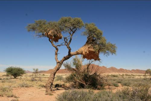 tree which is used as a home-basemennt by weaver birds