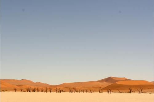dry former floadded area (since the dunes cut off any water supply a 1000 yrs ago). The trees are that old!