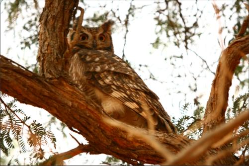 owl watching us suspicious