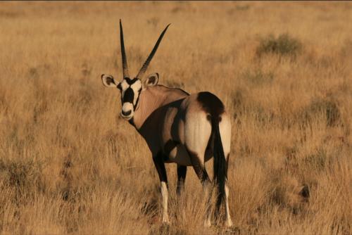 oryx on the vlei